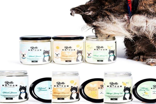 A dog sniffing a Belle & Mr. Tom Pet Odor Candle.