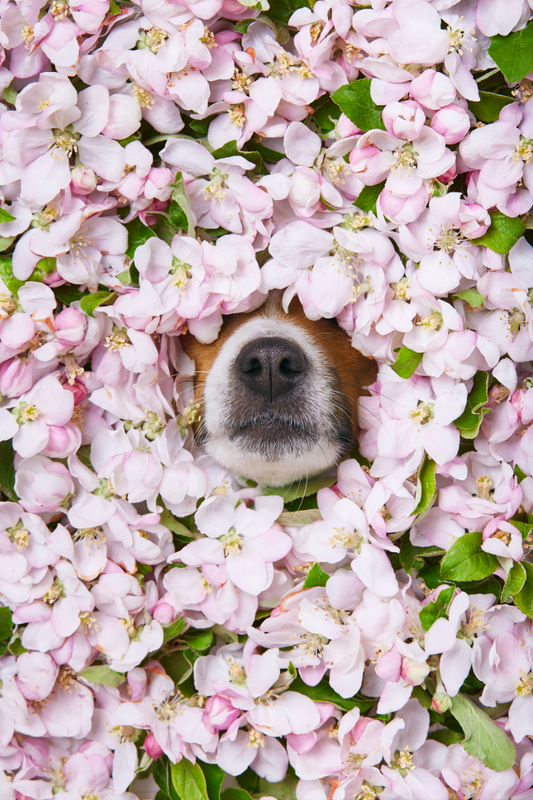 A dog's nose in a bed of flowers. Tips to eliminate pet odors in the home.
